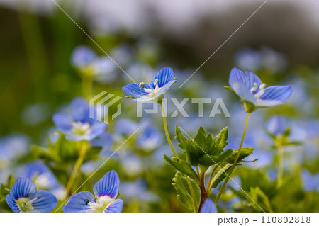 Blue flowers veronica chamaedrys close up on a meadow in sunny weather 110802818