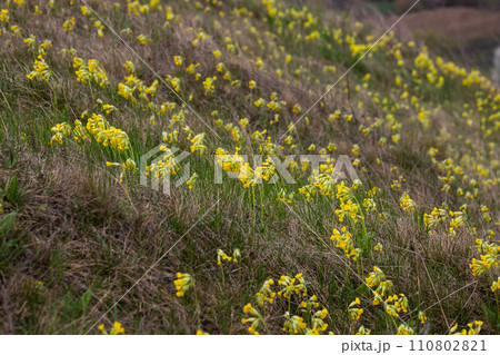 Yellow Primula veris cowslip, common cowslip, cowslip primrose on soft green background.Selective focus Yellow Primula veris cowslip, common cowslip, cowslip primrose on soft green background.Selective focus 110802821