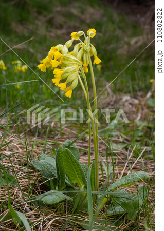Yellow Primula veris cowslip, common cowslip, cowslip primrose on soft green background.Selective focus Yellow Primula veris cowslip, common cowslip, cowslip primrose on soft green background.Selective focus 110802822