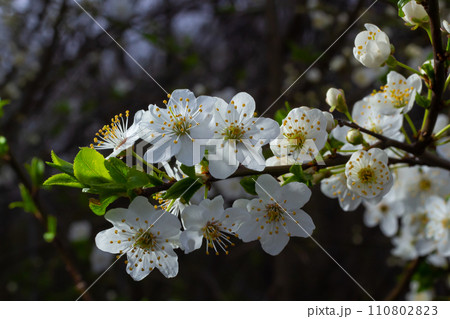 Selective focus of beautiful branches of plum blossoms on the tree under blue sky, Beautiful Sakura flowers during spring season in the park, Floral pattern texture, Nature background Selective focus of beautiful branches of plum blossoms on the tree under blue sky, Beautiful Sakura flowers during spring season in the park, Floral pattern texture, Nature background 110802823