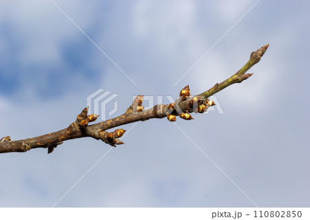 budding buds on a tree branch in early spring macro. Early spring, a twig on a blurred background. The first spring greens budding buds on a tree branch in early spring macro. Early spring, a twig on a blurred background. The first spring greens 110802850