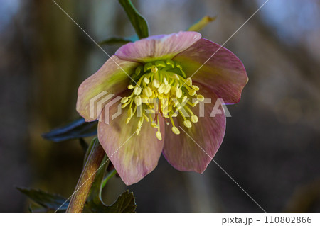 Early spring forest blooms hellebores, Helleborus purpurascens. Purple wildflower in nature. Hellebore macro details 110802866