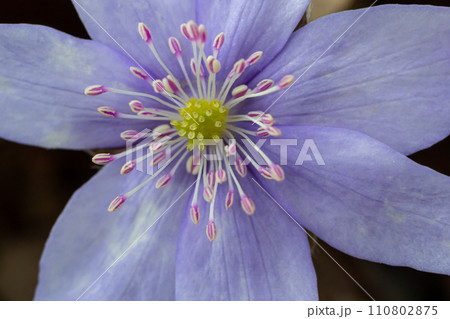 Beautiful macro shot of a first single wildflower Large Blue Hepatisa Hepatisa transsylvanica starting to bloom among dry leaves in early spring 110802875