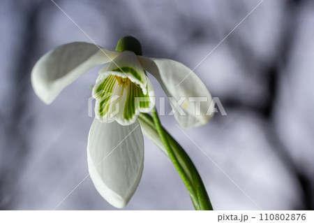 White snowdrop flowers close up. Galanthus blossoms illuminated by the sun in the green blurred background, early spring. Galanthus nivalis bulbous, perennial herbaceous plant in Amaryllidaceae family 110802876