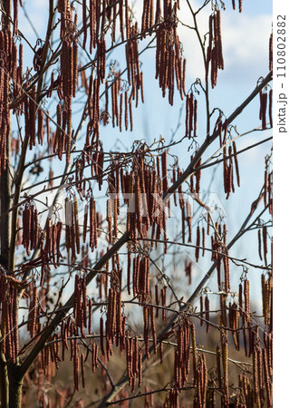 Small branch of black alder Alnus glutinosa with male catkins and female red flowers. Blooming alder in spring beautiful natural background with clear earrings and blurred background 110802882