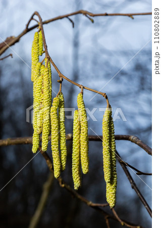 Common hazel Corylus avellana, in the spring blooms in the forest Common hazel Corylus avellana, in the spring blooms in the forest 110802889