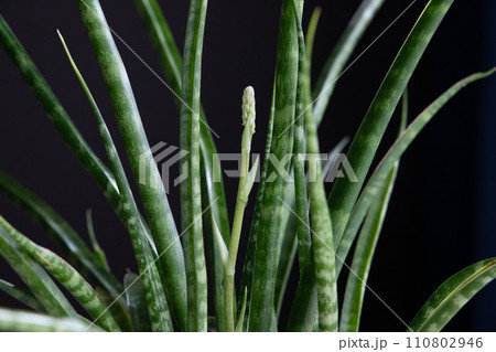 サンスベリア ファーンウッドの蕾 サンスベリア ファーンウッドの蕾 110802946