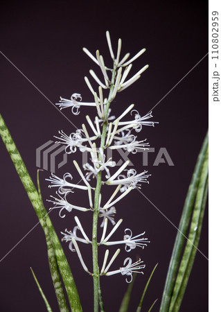 サンスベリア バキュラリス・ミカドの開花 サンスベリア バキュラリス・ミカドの開花 110802959