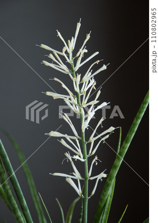 サンスベリア バキュラリス・ミカドの開花後の朝 サンスベリア バキュラリス・ミカドの開花後の朝 110802965