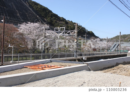大阪府阪南市山中渓駅の桜風景 110803236