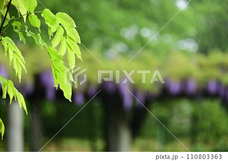 春雨と藤 110803363