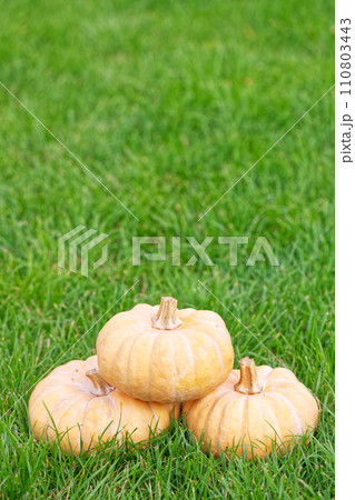 Pumpkins on the green grass lawn 110803443