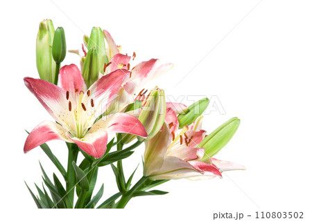 Pink-and-white lily on white 110803502