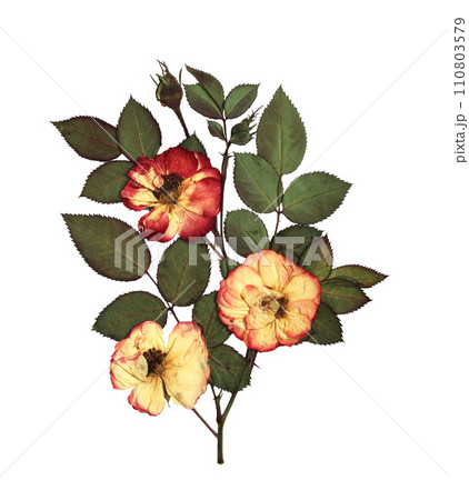 Dried rose flowers and twigs with leaves. Dry pressed leaf and flower. Can be used for retro, vintage and nostalgic scrapbooking design. Isolated on white background Dried rose flowers and twigs with leaves. Dry pressed leaf and flower. Can be used for retro, vintage and nostalgic scrapbooking design. Isolated on white background 110803579