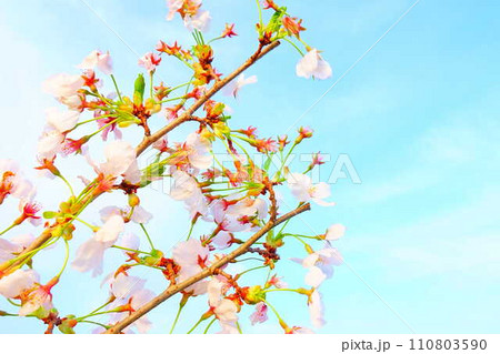 満開の桜 桜 さくら 桜 桜の花 ソメイヨシノ 満開の桜 桜 さくら 桜 桜の花 ソメイヨシノ 110803590