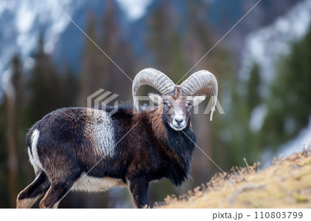 Mouflon, Ovis orientalison mountain background. Animal in nature habitat 110803799
