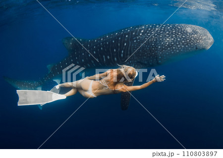 Slim woman swims with Giant whale shark in blue ocean. Shark underwater and beautiful lady Slim woman swims with Giant whale shark in blue ocean. Shark underwater and beautiful lady 110803897