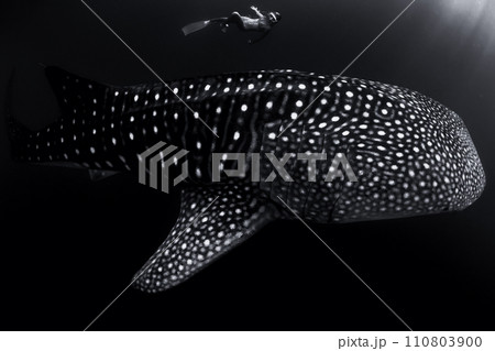 Underwater view of woman swimming with giant whale shark in sea 110803900