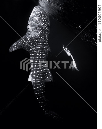 Underwater view of giant whale shark and woman freediver Underwater view of giant whale shark and woman freediver 110803903