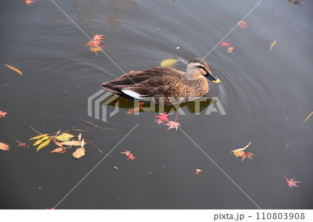 紅葉の浮かぶ池を泳ぐ鴨 東京 紅葉の浮かぶ池を泳ぐ鴨 東京 110803908