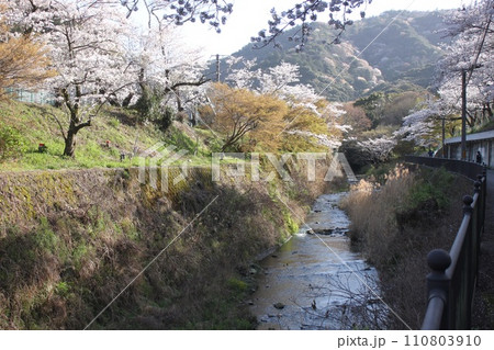 大阪府阪南市山中渓駅裏側の桜風景 110803910