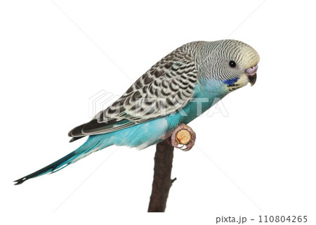 Budgie 110804265