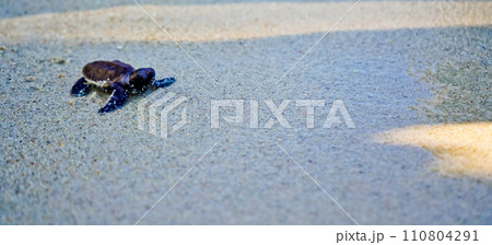 releasing baby turtles into the vast ocean releasing baby turtles into the vast ocean 110804291