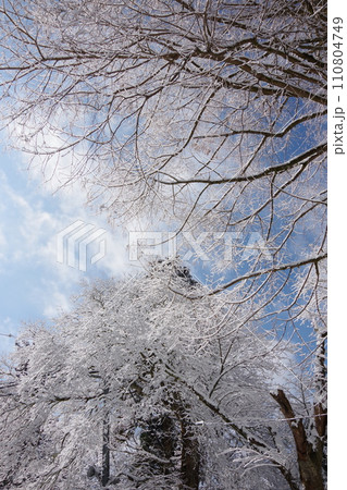 雪化粧した木々 110804749