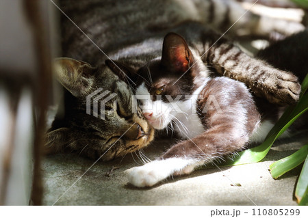 面倒見が良い叔父猫と、甘える甥子猫 面倒見が良い叔父猫と、甘える甥子猫 110805299
