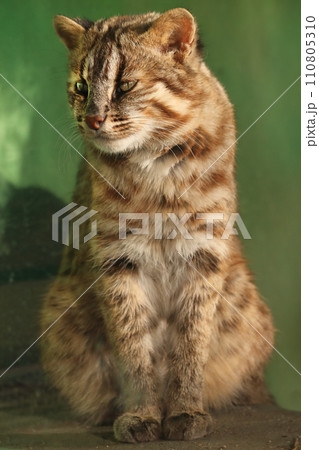 動物園のツシマヤマネコ 110805310