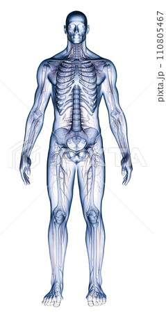 Human body - X-ray style photo 110805467