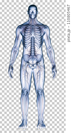 Human body - X-ray style photo 110805467