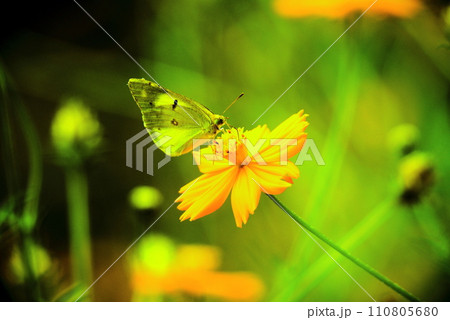 蝶と花 蝶と花 110805680