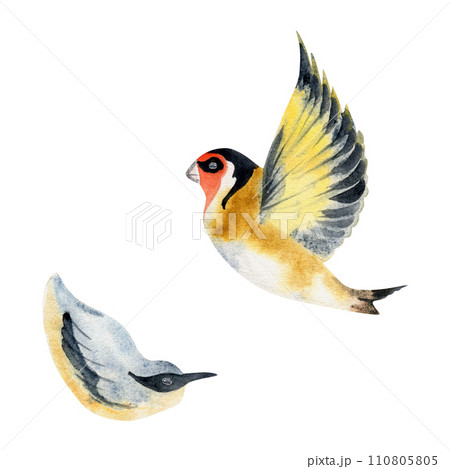 Hand drawn watercolor illustration nature animal small birds, flying goldfinch, wood nuthatch songbird. Single object isolated on white background. Design print, shop, scrapbooking, decoupage, booklet 110805805