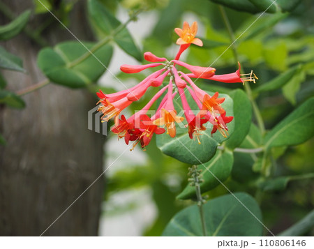 つる植物 ツキヌキニンドウの花 つる植物 ツキヌキニンドウの花 110806146