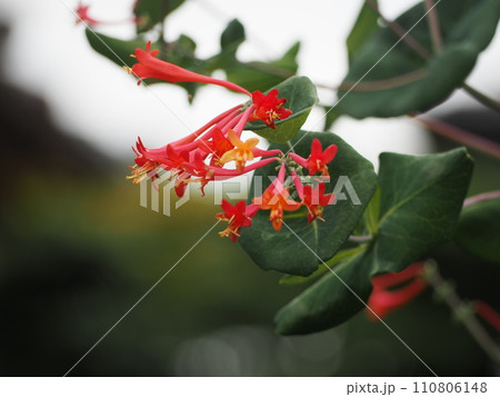つる植物　ツキヌキニンドウの花	 110806148