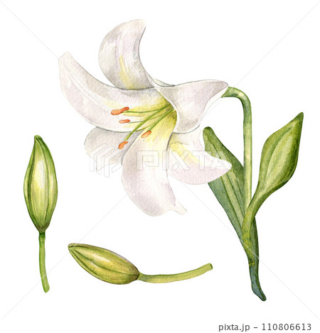 Watercolor white lily and buds isolated on white background. White flower and stem botanical Illustration hand drawn. Set with lily and leaves. Element for invitation, package, Easter decorations Watercolor white lily and buds isolated on white background. White flower and stem botanical Illustration hand drawn. Set with lily and leaves. Element for invitation, package, Easter decorations 110806613