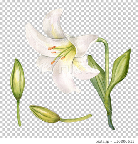 Watercolor white lily and buds isolated on white background. White flower and stem botanical Illustration hand drawn. Set with lily and leaves. Element for invitation, package, Easter decorations Watercolor white lily and buds isolated on white background. White flower and stem botanical Illustration hand drawn. Set with lily and leaves. Element for invitation, package, Easter decorations 110806613