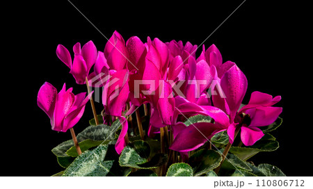 Cyclamen red flowers on a black background 110806712