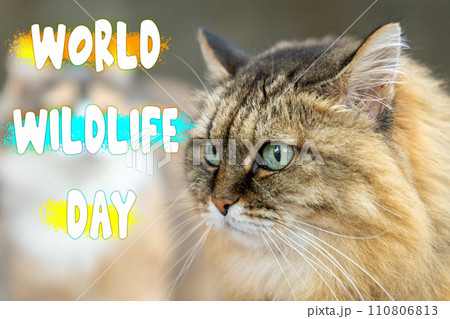 Majestic Feline Contemplates Nature on World Wildlife Day 110806813