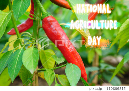 Celebrating National Agriculture Day With Vibrant Red Chili Peppers Growing in Lush Garden Celebrating National Agriculture Day With Vibrant Red Chili Peppers Growing in Lush Garden 110806815