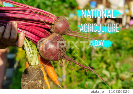 Vibrant beetroots symbolizes the hard work of farmers on National Agriculture Day. 110806826