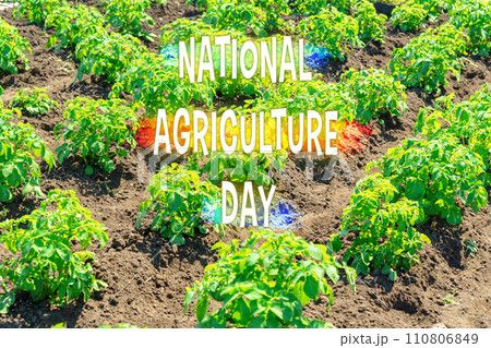 Fresh young crops grow robustly in sun-kissed soil, commemorating National Agriculture Day Fresh young crops grow robustly in sun-kissed soil, commemorating National Agriculture Day 110806849