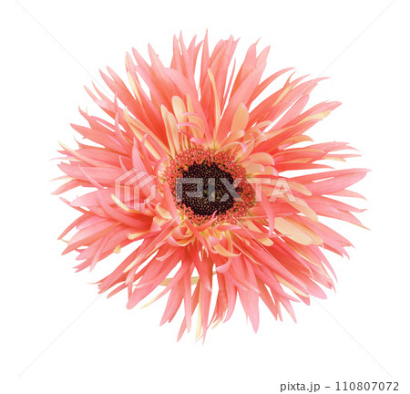 Coral and yellow flower of gerbera pink springs isolated on white. Coral and yellow flower of gerbera pink springs isolated on white. 110807072