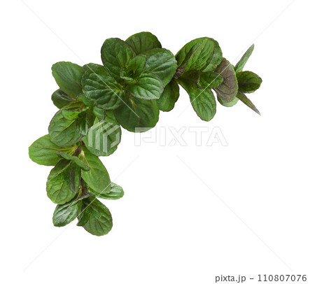 Small twigs with green leaves of peppermint in a cornerfloral arrangement isolated on white background 110807076