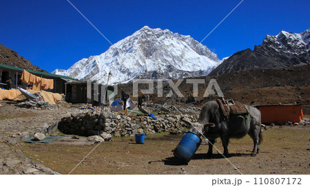 Dzo, cross breed between a cow and yak, used to transport goods in the Himalayas. 110807172
