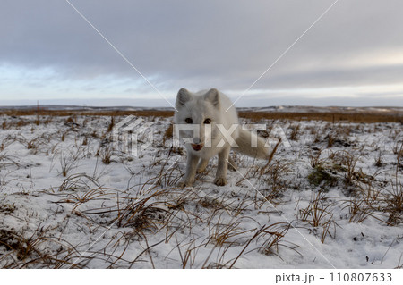 Arctic fox in winter time in Siberian tundra 110807633
