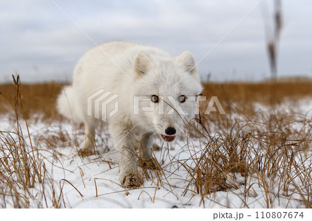 Arctic fox in winter time in Siberian tundra 110807674