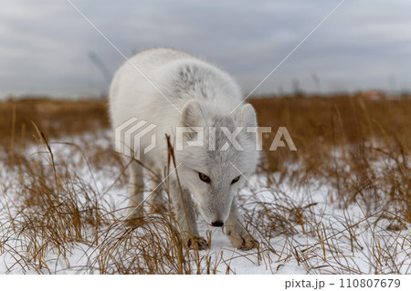 Arctic fox in winter time in Siberian tundra 110807679