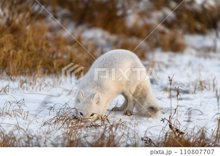 Arctic fox in winter time in Siberian tundra 110807707